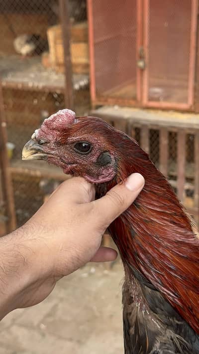 Pure dragon male with parrot face  high blood line