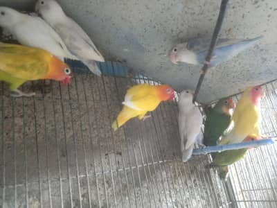 mix love birds