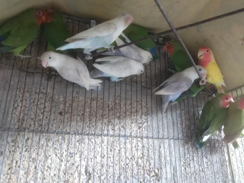 mix love birds — photo 2