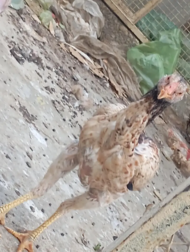 asali mianwali — photo 2