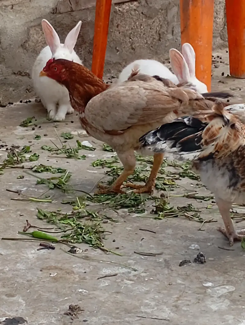 asali mianwali — photo 3