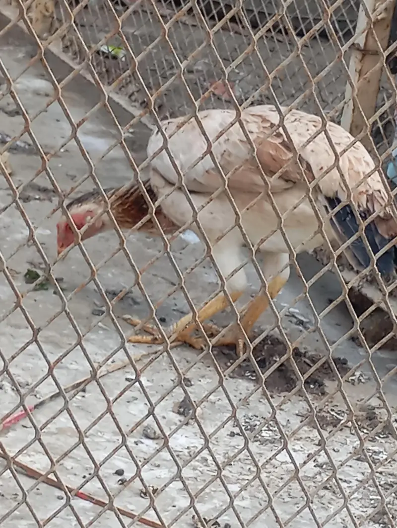 asali mianwali — photo 4