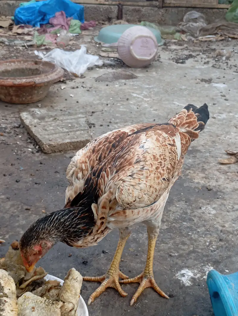 asali mianwali — photo 5