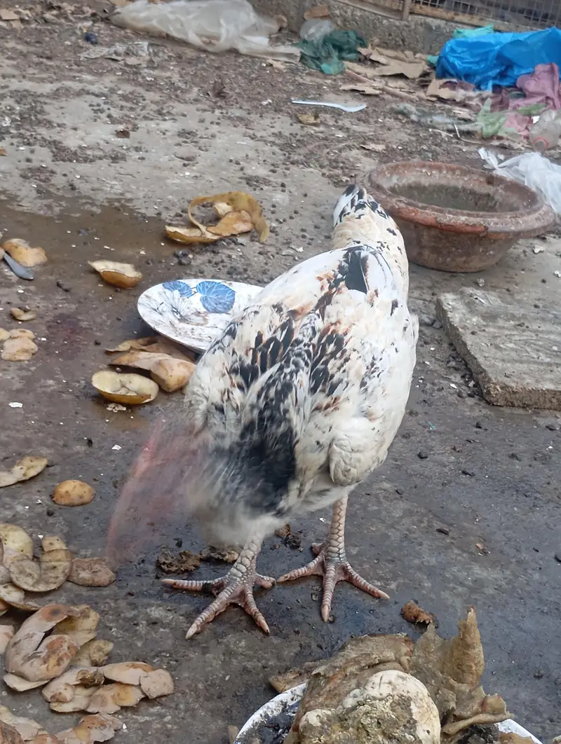 asali mianwali — photo 6