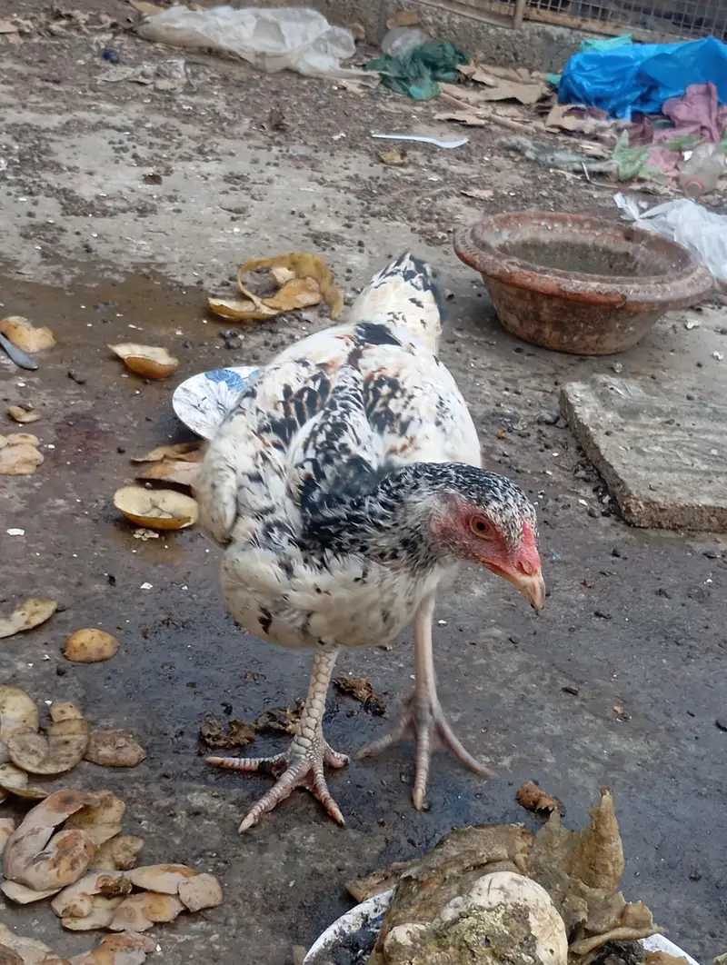 asali mianwali — photo 7