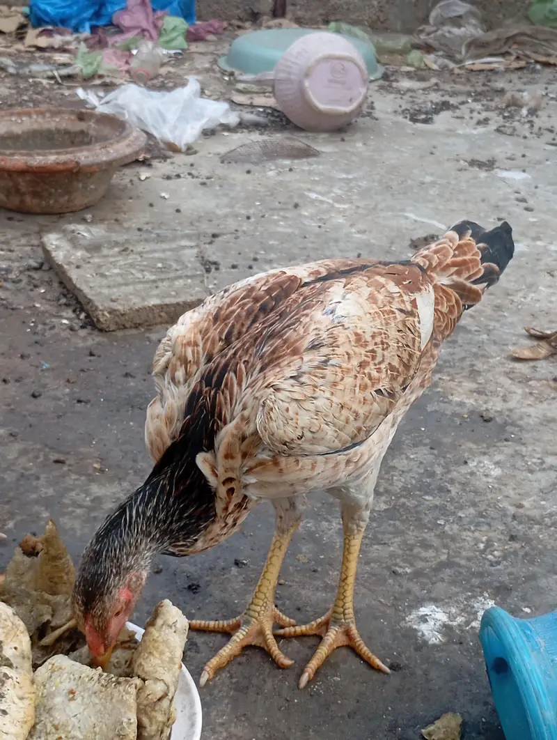 asali mianwali — photo 8