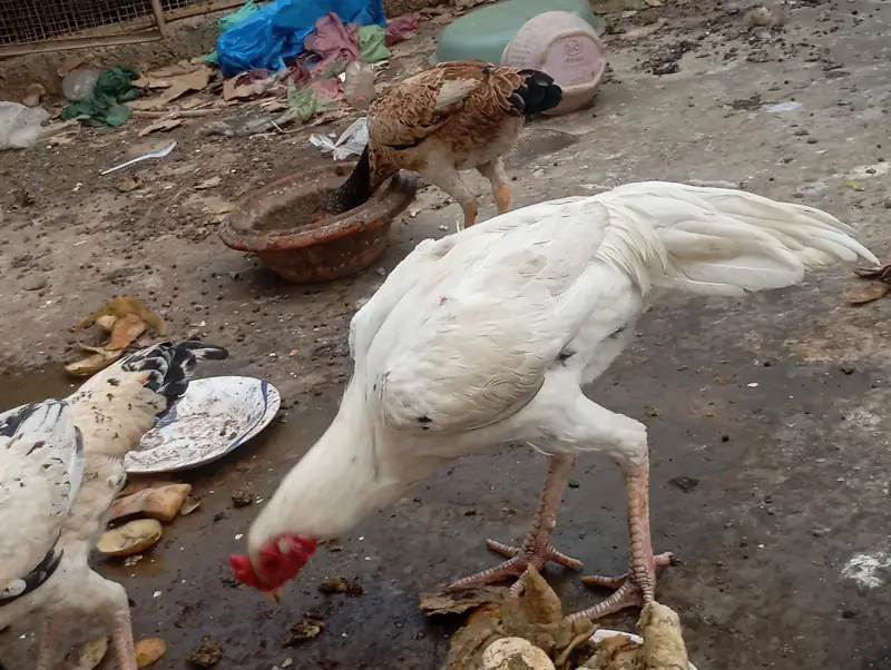 asali mianwali — photo 9