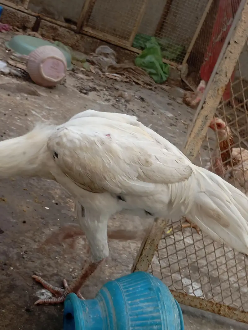 asali mianwali — photo 10