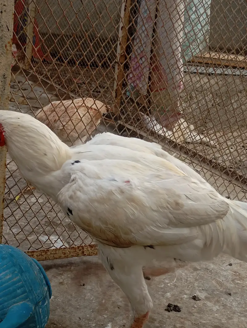 asali mianwali — photo 11