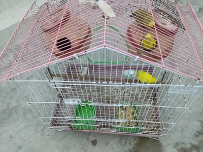 parrots طوطے