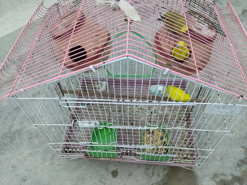 parrots طوطے 0