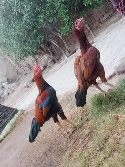 jora for sale anda da rhi ha morgi