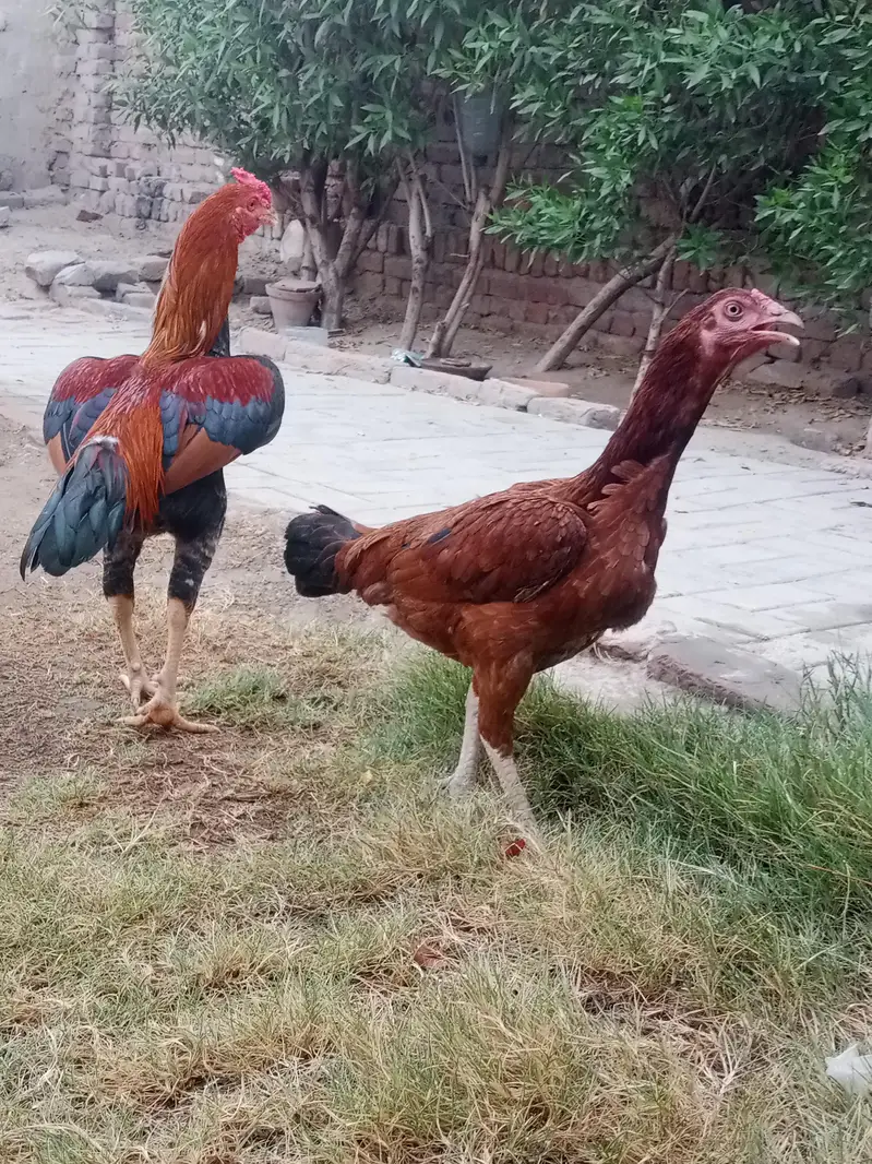 jora for sale anda da rhi ha morgi — photo 4