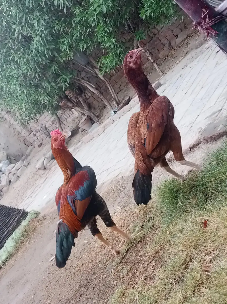 jora for sale anda da rhi ha morgi — photo 5