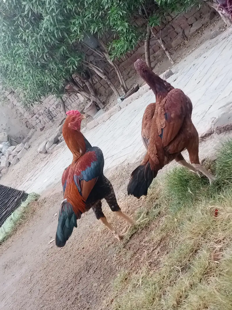 jora for sale anda da rhi ha morgi — photo 6