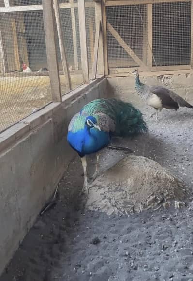 Indian blue shoulder bareedr male for sale