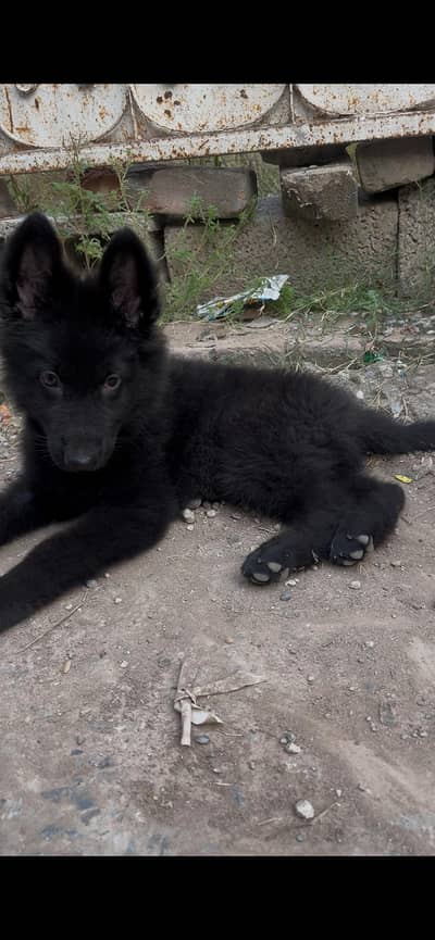 black German  shepherd puppy for sale