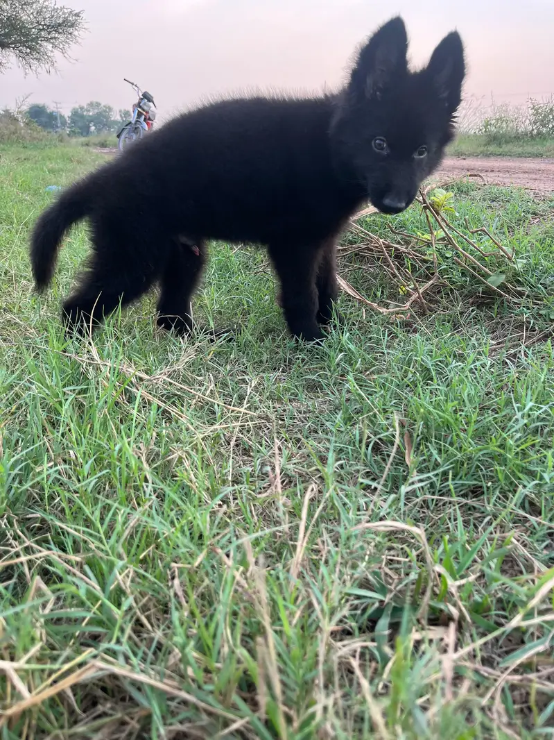 black German  shepherd puppy for sale — photo 2