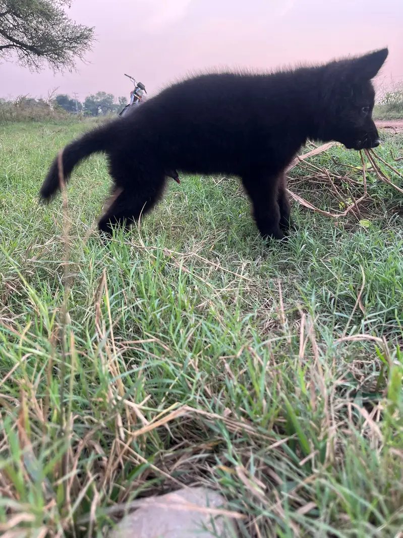 black German  shepherd puppy for sale — photo 3