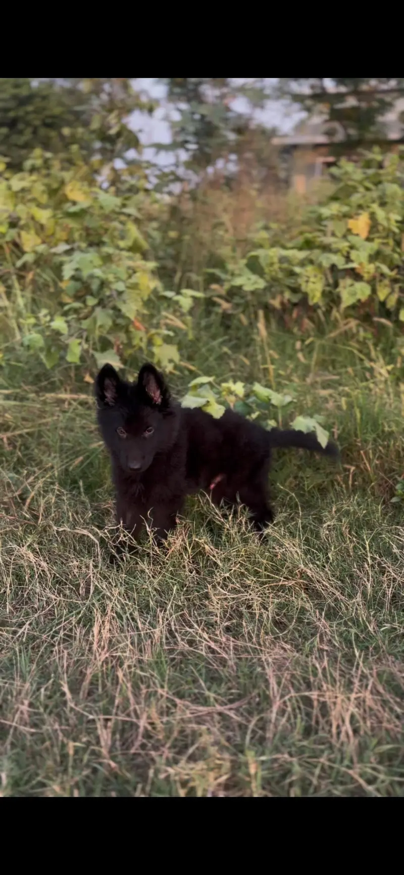 black German  shepherd puppy for sale — photo 4