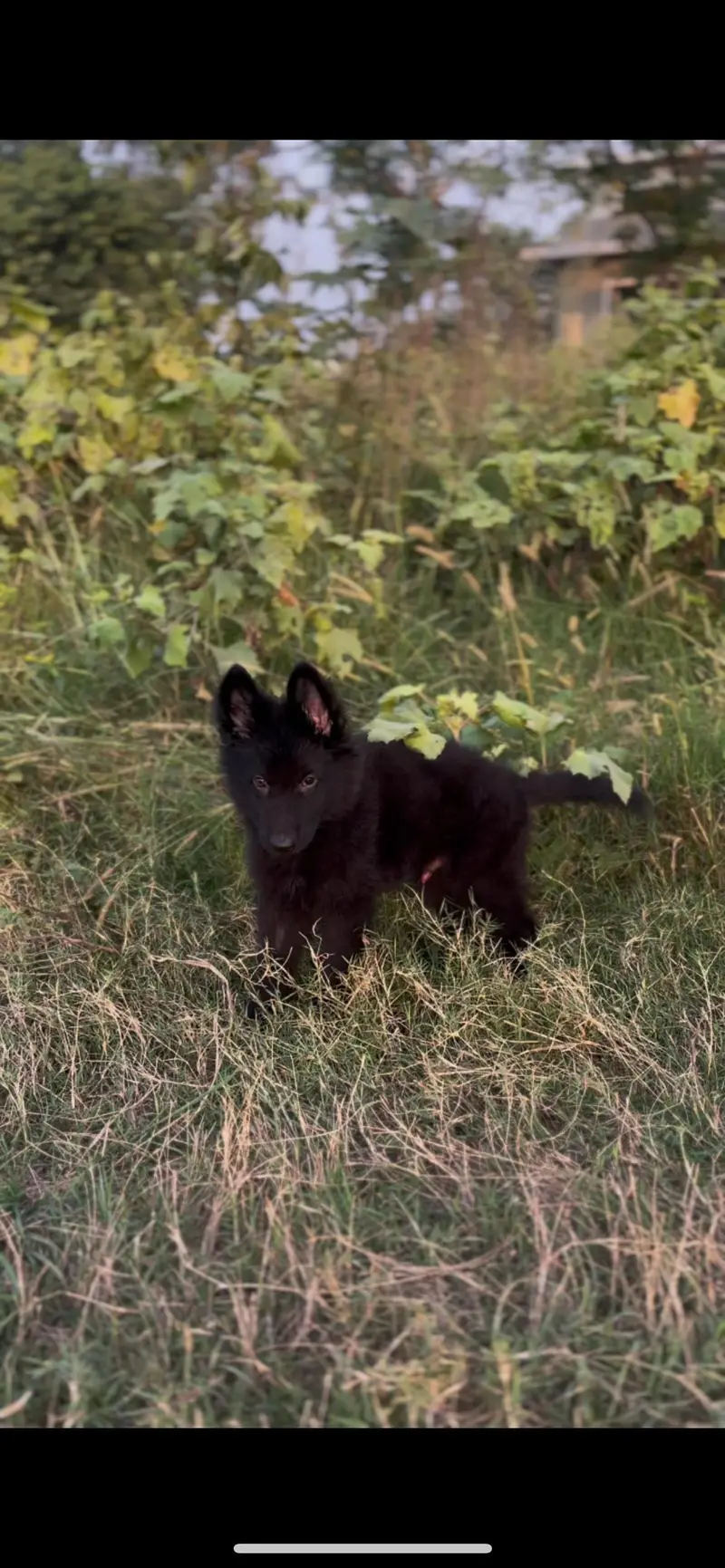 black German  shepherd puppy for sale — photo 5