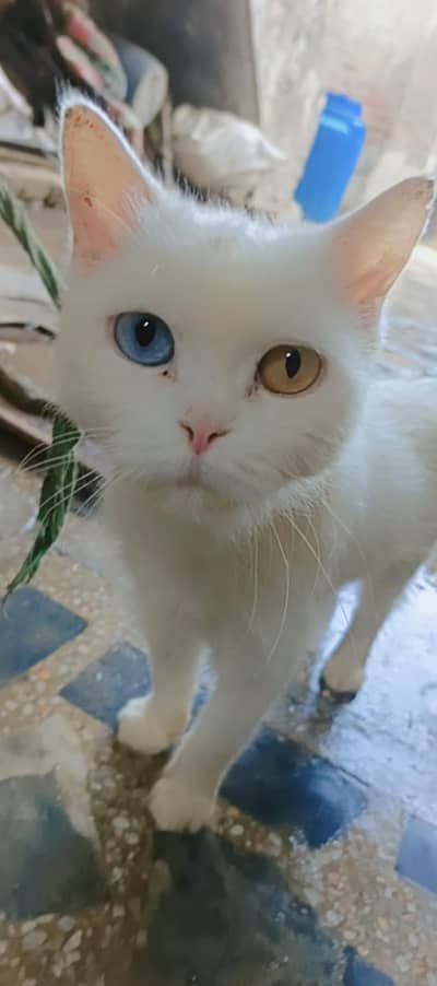 stela odd eyes