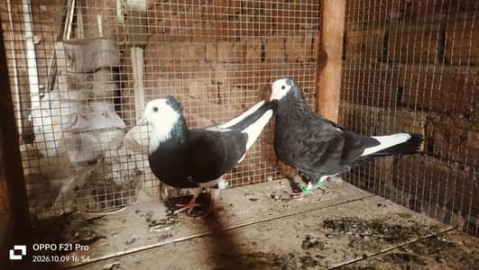 muhki pair for sell 03111416977