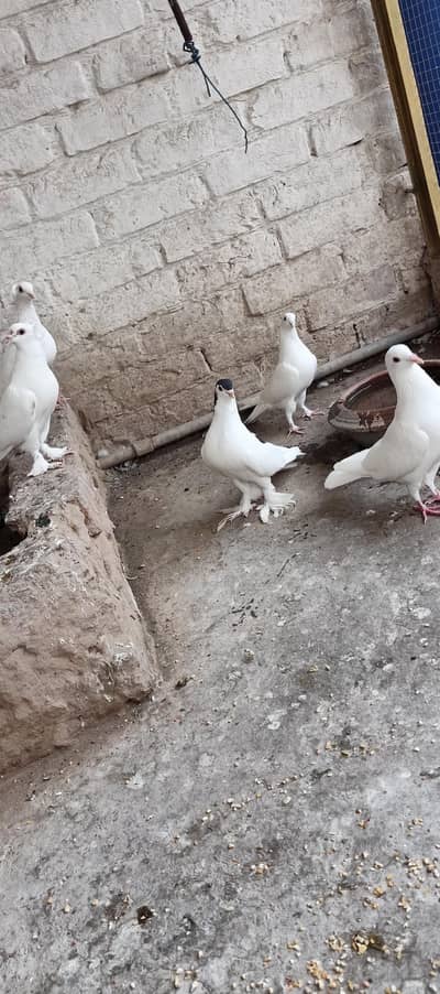 Total Fancy pegion for sale per piece 600