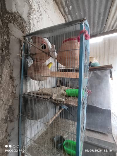 Australian parrots and cage's