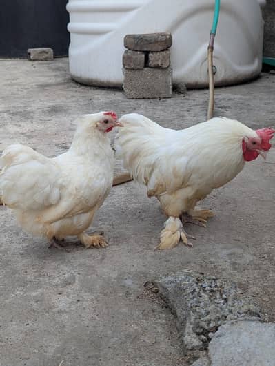 bantam breader pair for sale