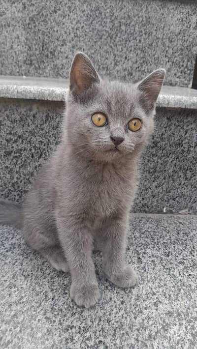 grey American cat