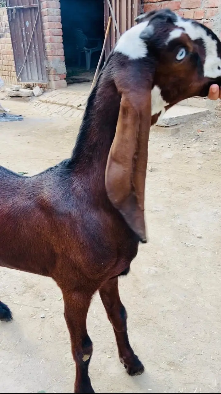Nagri female out class — photo 4