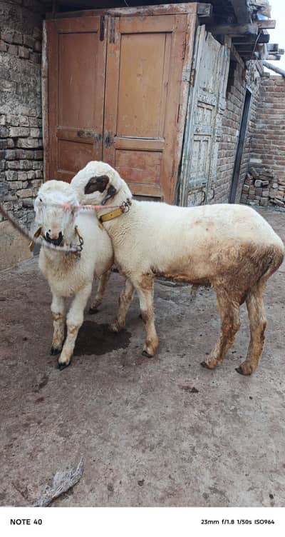 دو خوبصورت نر دنبے فروخت کے لیے