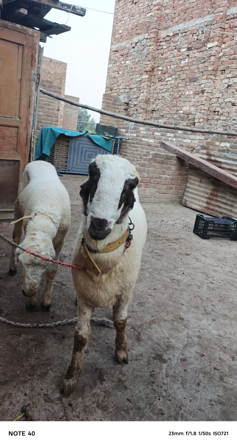 دو خوبصورت نر دنبے فروخت کے لیے — photo 2