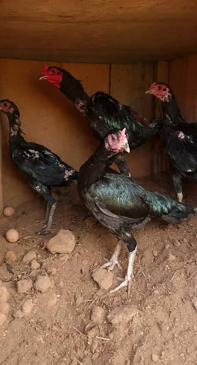Shamo, Aseel Hens, Pair, Desi Eggs