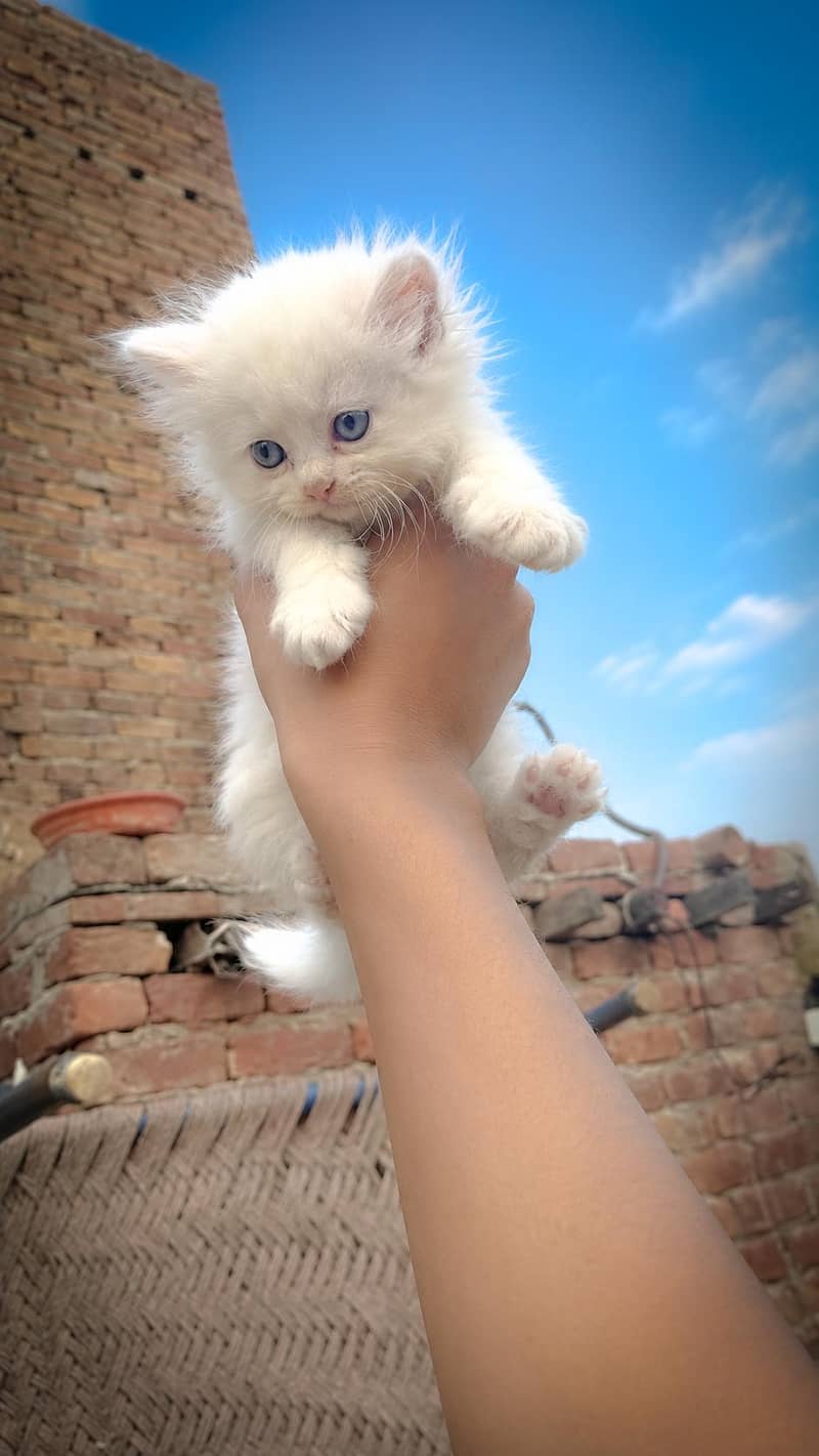 Person cat 0
