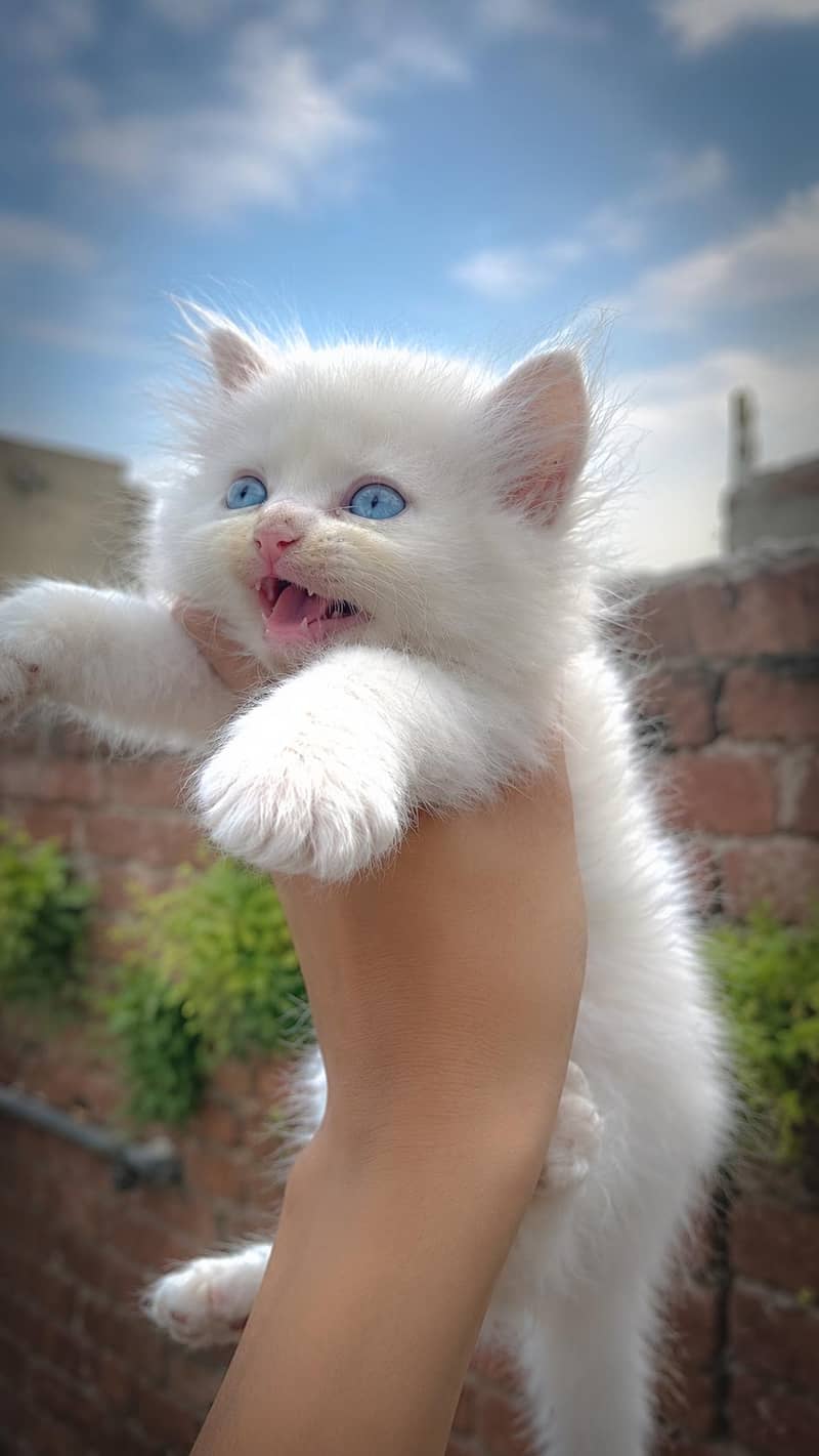 Person cat 1