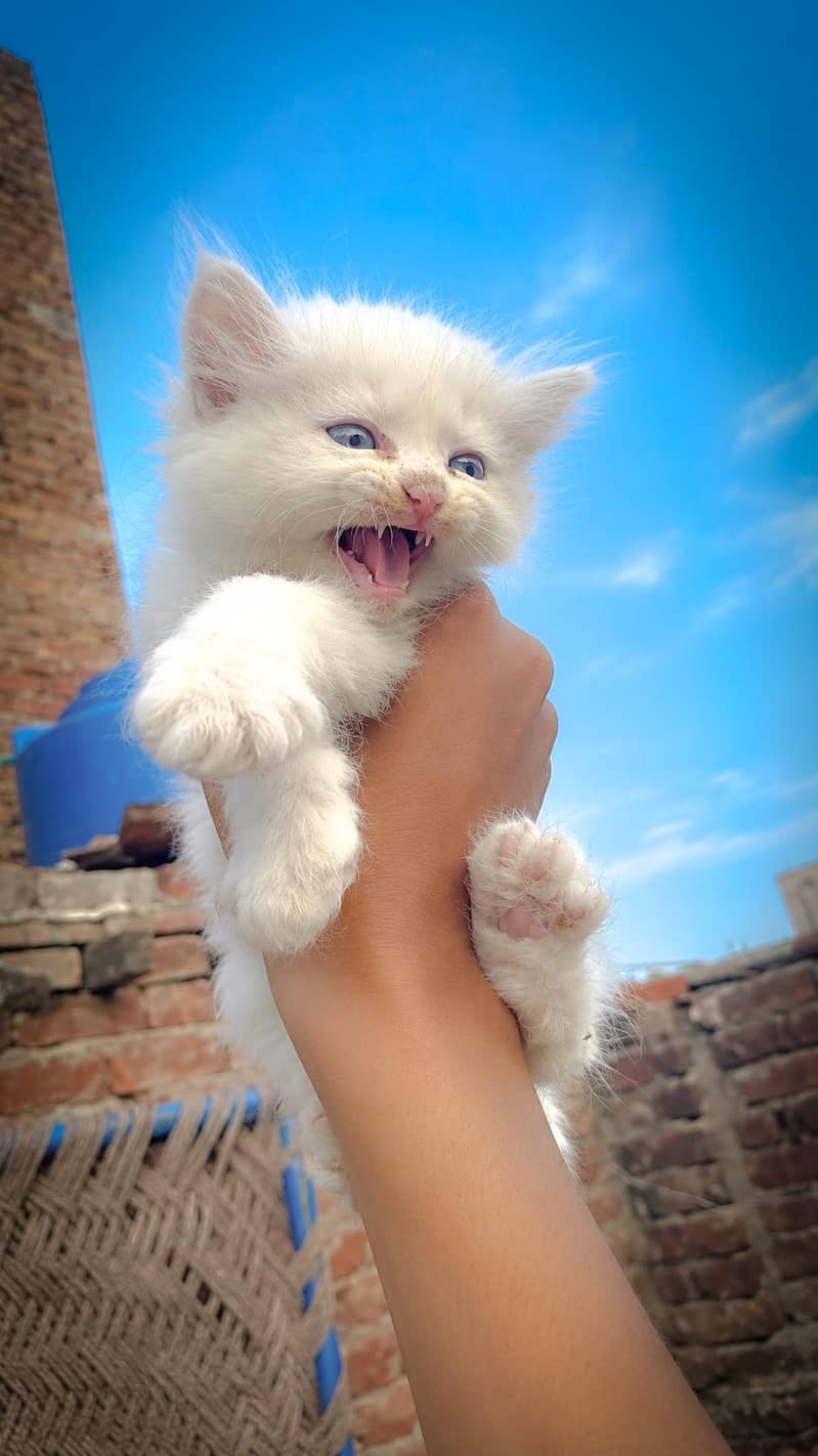 Person cat 2