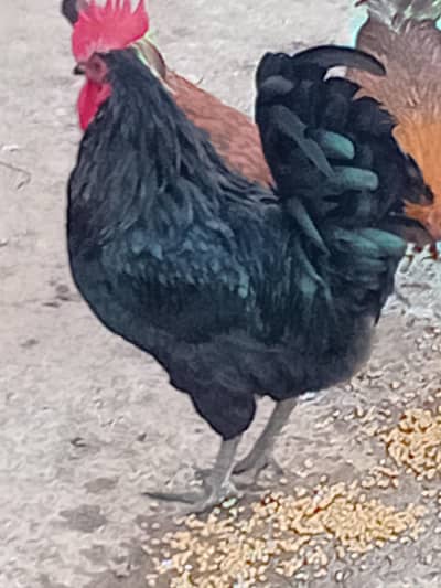 australorp pure