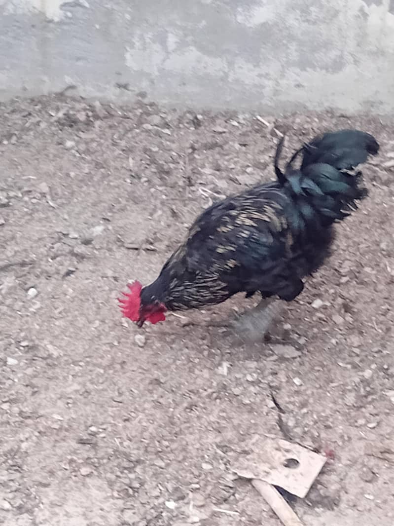 australorp pure 1