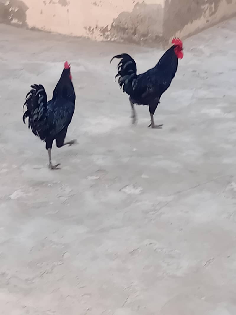 australorp pure 2