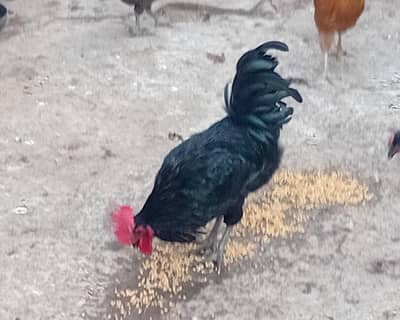 australorp pure