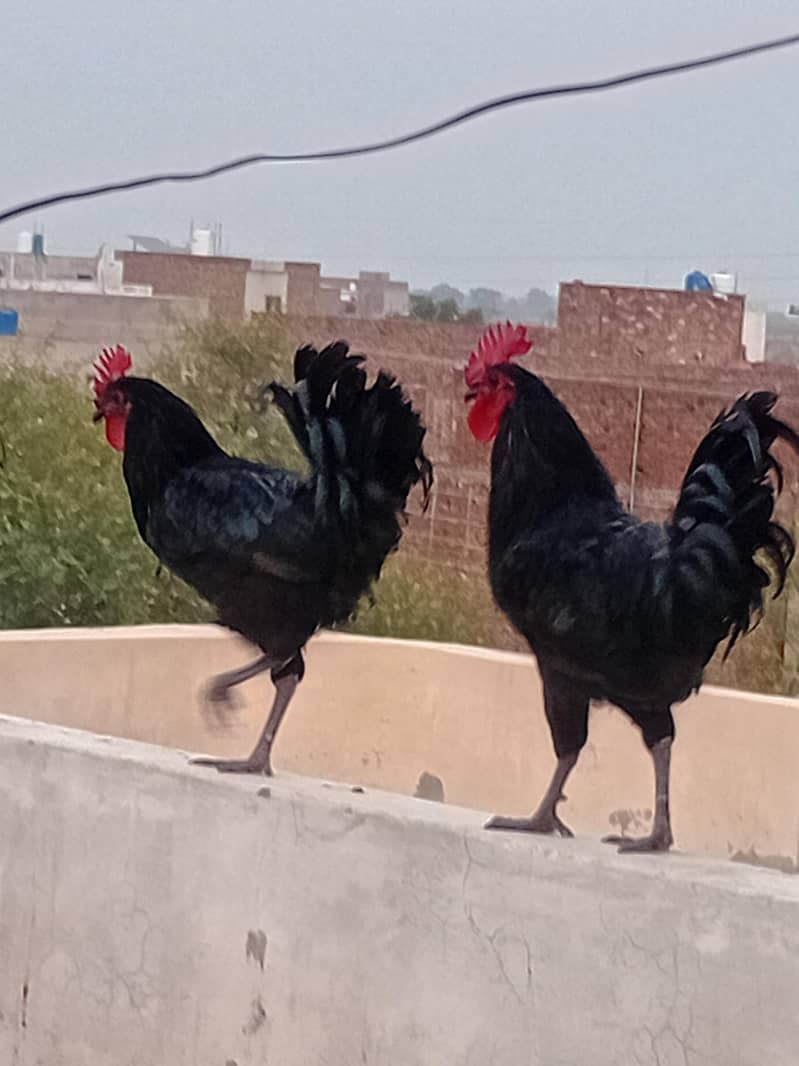 australorp pure 4