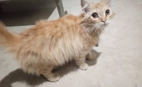 Persian Cat
