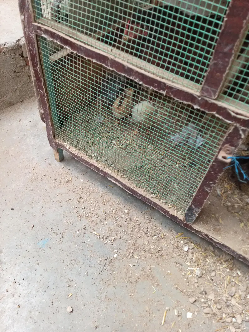 ایک عدد مرغی ہے اس کے ساتھ اٹھ عدد بچے ہیں — photo 2