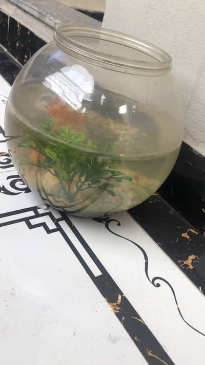 fish aquarium bowl large size available with gravel plants and feed