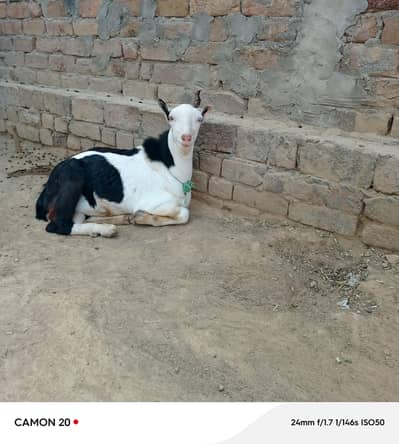 Teda Tedi goat
