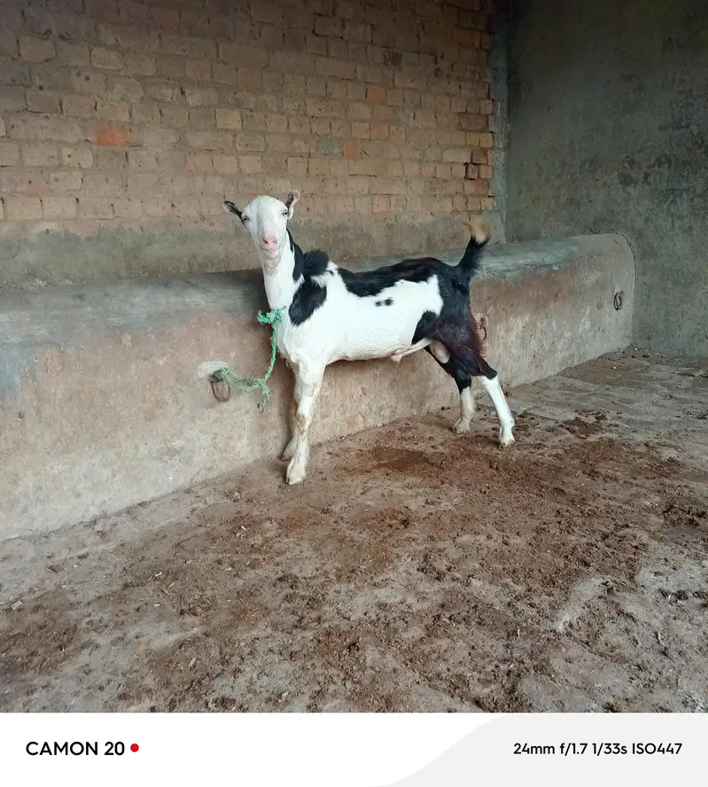 Teda Tedi goat — photo 2