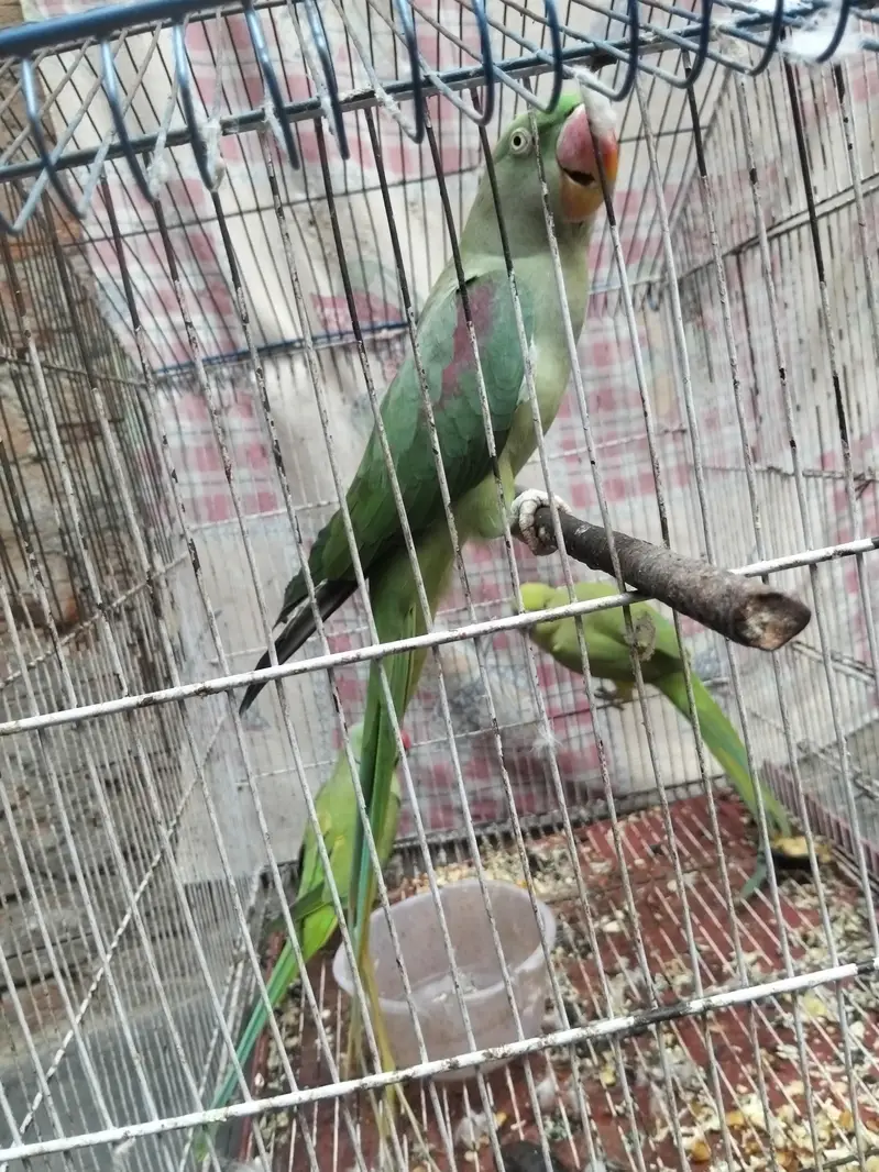 raw female — photo 2