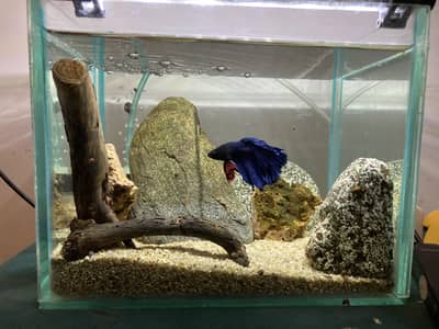 Betta fish setup with ember tetras and shrimps